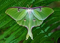 luna moth.jpg