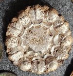 april rosette cleaned.jpg