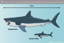 shark-teeth-4.jpg