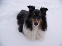 snowbound sheltie.JPG