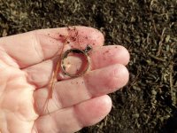 woodchip find.jpg