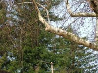 Tree Trimming 014 AD Ready.JPG