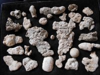 Chewed & Non-Chewed Lead Fragments.jpg