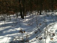 IMG_0247.jpg