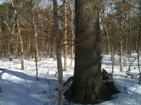 IMG_0251.jpg