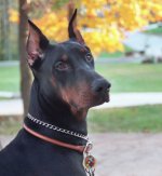 a doberman.jpg