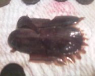 strange shell.JPG