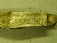 03-05-11 close up.jpg