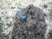 MARCH 12TH HUNT WITH SNIFFY 003 [].jpg