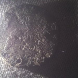 Counterfeit Capped Bust Half